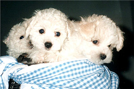 Bichon Fris Welpen