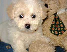 Bichon Frisé Welpe