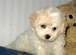 Bichon Frisé Welpe