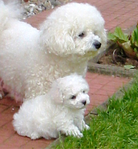 Bichon Frisé Mutter mit Welpe