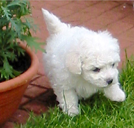 Bichon Frisé Welpe
