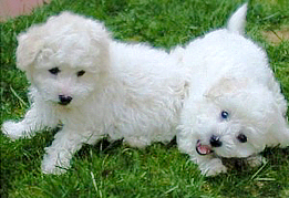 Unsere Bichon Fris beim Spielen